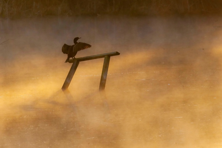 Cormorant, Early Morning